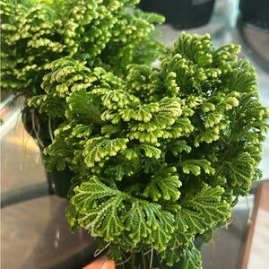 Holiday indoor plant frosty fern